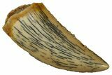 Serrated Raptor Tooth - Real Dinosaur Tooth #353375-1